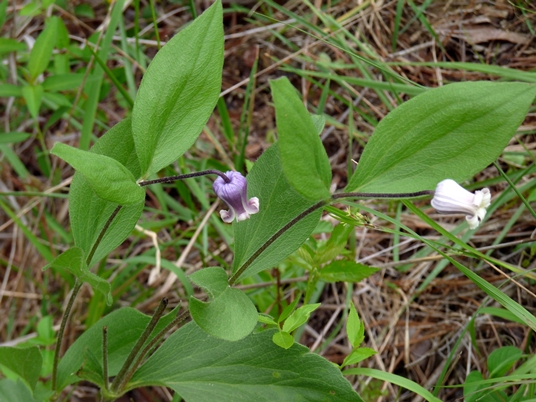 {Clematis fremontii}